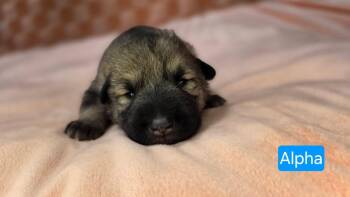 Shepherd and Pit Bull Terrier Dogs Available for Adoption in Duluth, Minnesota - Alpha | PetCurious