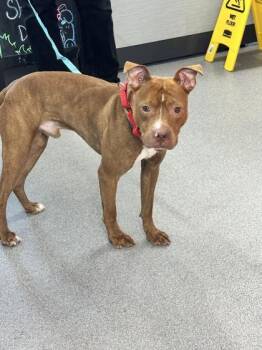 Maxwell -  Mixed Breed Dog for Adoption in West Chester, Pennsylvania - Maxwell | PetCurious