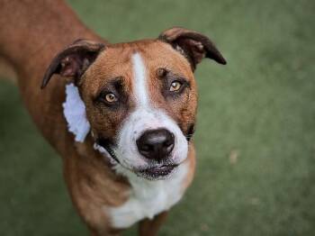 CHILI -  Mixed Breed Dog for Adoption in Charlotte, North Carolina - CHILI | PetCurious