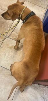 Bentley -  Mixed Breed Dog for Adoption in Cincinnati, Ohio - Bentley | PetCurious