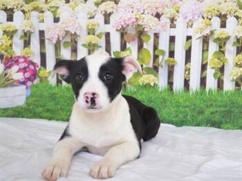 Pit Bull Terrier and Mixed Breed Dogs Available for Adoption - PIGGY | PetCurious