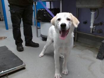 CHAMP -  Labrador Retriever and Mixed Breed Dog for Adoption in Albuquerque, New Mexico - CHAMP | PetCurious