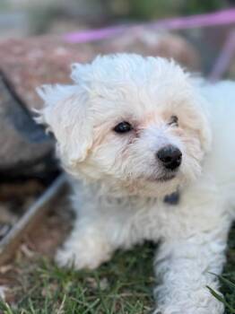 Ace 2769 -  Bichon Frise Dog for Adoption in Aurora, Colorado - Ace 2769 | PetCurious