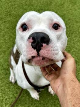 Mixed Breed Dogs Available for Adoption - Broken McFlurry Machine (FOSTER TO ADOPT) | PetCurious