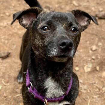 Chihuahua and Mountain Cur Dogs Available for Adoption in Hopkinton, Massachusetts - Sassy | PetCurious
