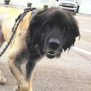 Scarlet -  Leonberger Dog for Adoption in Idaho Falls, Idaho - Scarlet | PetCurious
