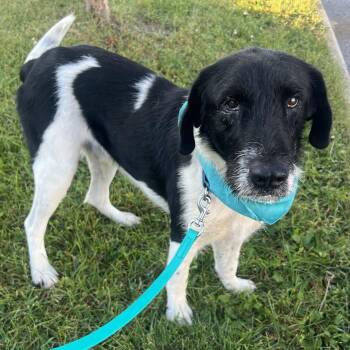 Bradley -  Mixed Breed Dog for Adoption in Canal Winchester, Ohio - Bradley | PetCurious