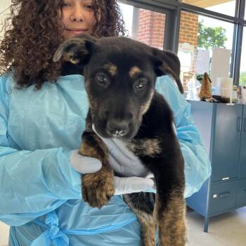 German Shepherd Dog and Mixed Breed Dogs Available for Adoption in Nashville, Tennessee - Catalina | PetCurious