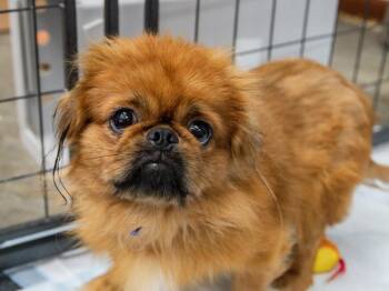 Woe -  Pekingese Dog for Adoption in Lansing, Kansas - Woe | PetCurious