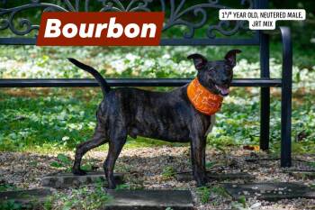 Bourbon -  Jack Russell Terrier Dog for Adoption in Sevierville, Tennessee - Bourbon | PetCurious