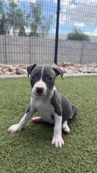 Latest -  American Bully Dog for Adoption in Phoenix, Arizona - Latest | PetCurious