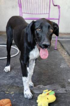 Precious -  Labrador Retriever and Cattle Dog Dog for Adoption in Tucson, Arizona - Precious | PetCurious