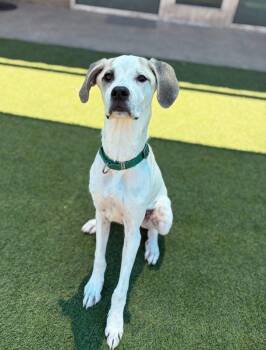Gavin~FOSTER or FOSTER TO ADOPT NEEDED~ -  Great Dane Dog for Adoption in Minneapolis, Minnesota - Gavin~FOSTER Or FOSTER TO ADOPT NEEDED~ | PetCurious
