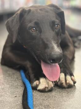 Rescue Black Labrador Retriever and Great Dane Dogs for Adoption in Claremont, California - Deano | PetCurious