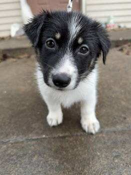 Husky and Collie Dogs Available for Adoption - Saul | PetCurious