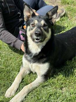 German Shepherd Dog and Husky Dogs Available for Adoption in Springfield, Illinois - Angel | PetCurious