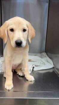Cheesy Gordita -  Labrador Retriever Dog for Adoption in Statesboro, Georgia - Cheesy Gordita | PetCurious