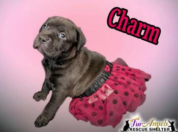 Mixed Breed Dogs Available for Adoption - Charm | PetCurious