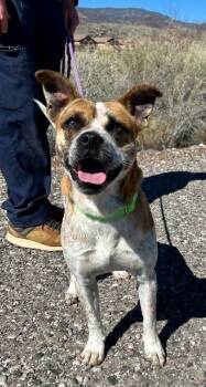 Rescue Boxer Dogs for Adoption in Cottonwood, Arizona - Edward | PetCurious