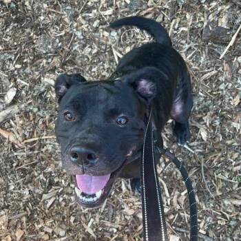 Shadow -  Mixed Breed Dog for Adoption in Warren, Ohio - Shadow | PetCurious