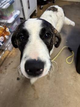 Jethro -  Maremma Sheepdog Dog for Adoption in Marshall, North Carolina - Jethro | PetCurious
