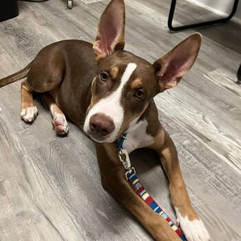 PB&J- courtesy post -  Doberman Pinscher Dog for Adoption in North Augusta, South Carolina - PB&J- Courtesy Post | PetCurious
