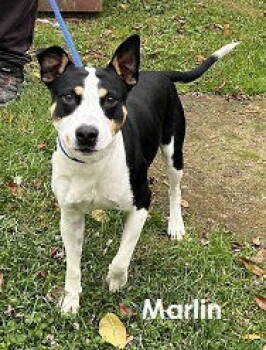 Rescue Mixed Breed Dogs for Adoption in Elkins, West Virginia - Marlin | PetCurious