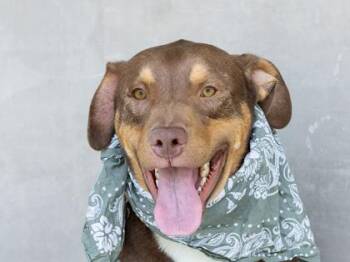 Gio -  Mixed Breed Dog for Adoption in Longmont, Colorado - Gio | PetCurious