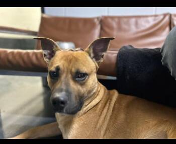 Rescue Pit Bull Terrier Dogs for Adoption in Muskogee, Oklahoma - Buddy | PetCurious