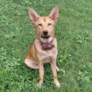 Ginger AG -  Shepherd and Cattle Dog Dog for Adoption in Austin, Texas - Ginger AG | PetCurious
