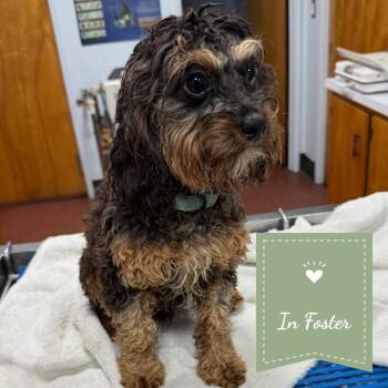 Henry -  Cavalier King Charles Spaniel and Poodle Dog for Adoption in St. Augustine, Florida - Henry | PetCurious
