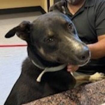 Rescue Mixed Breed Dogs for Adoption in Palm Springs, California - Fritz | PetCurious