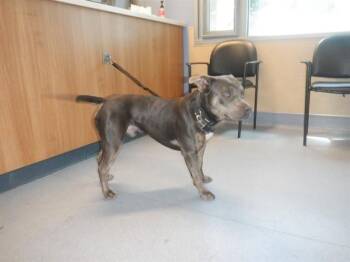 Pit Bull Terrier Dogs Available for Adoption in San Jose, California - BRIAN | PetCurious