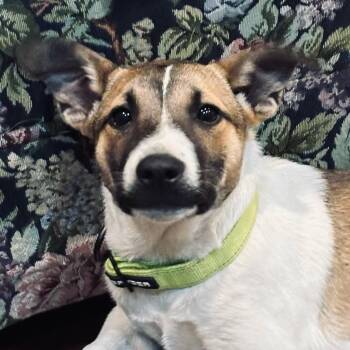 Bellatrix -  Border Collie and Shepherd Dog for Adoption in Newport Beach, California - Bellatrix | PetCurious