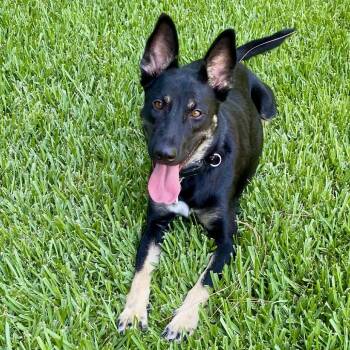 Mia* -  Shepherd Dog for Adoption in San Gabriel, California - Mia* | PetCurious
