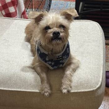 Matilda -  Terrier and Mixed Breed Dog for Adoption in The Woodlands, Texas - Matilda | PetCurious