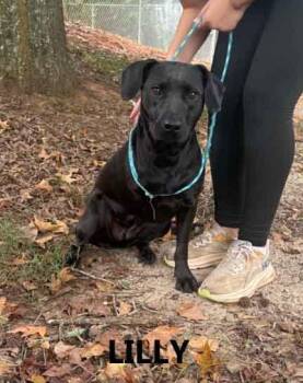 Lilly -  Black Labrador Retriever and Pointer Dog for Adoption in Washington, Georgia - Lilly | PetCurious