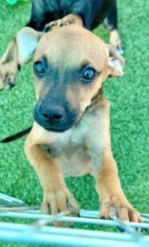 Cosmo -  Chihuahua and Mixed Breed Dog for Adoption in Cape Coral, Florida - Cosmo | PetCurious