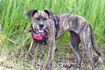 Nala -  Mixed Breed Dog for Adoption in Savage, Minnesota - Nala | PetCurious