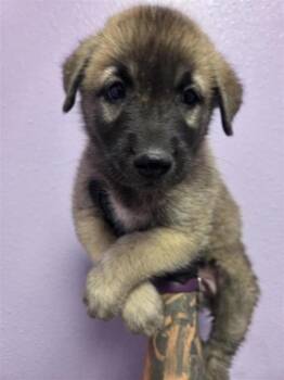 61761771 -  German Shepherd Dog and Mixed Breed Dog for Adoption in El Paso, Texas - 61761771 | PetCurious