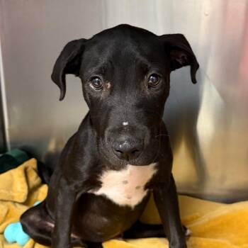 Maverick -  Mixed Breed Dog for Adoption in Martinsville, Virginia - Maverick | PetCurious