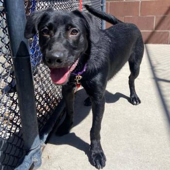 SHADOW -  Labrador Retriever Dog for Adoption in Aurora, Colorado - SHADOW | PetCurious