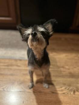 Chey -  Yorkshire Terrier Dog for Adoption in Pottstown, Pennsylvania - Chey | PetCurious