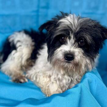 Checkers -  Shih Tzu and Terrier Dog for Adoption in Hondo, Texas - Checkers | PetCurious
