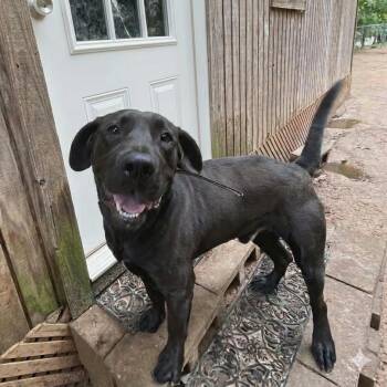 Mixed Breed Dogs Available for Adoption in Schenectady, New York - Richie | PetCurious