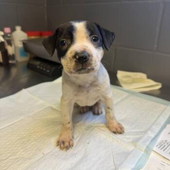TUSC-Stray-84696_2 -  Pit Bull Terrier and Pointer Dog for Adoption in Tuscaloosa, Alabama - TUSC-Stray-84696_2 | PetCurious