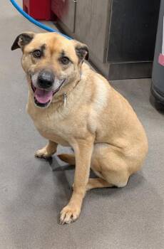 German Shepherd Dog and Mixed Breed Dogs Available for Adoption - ROXY | PetCurious