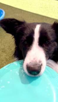 Dorito (Courtesy Post) -  Border Collie Dog for Adoption in Columbia, Missouri - Dorito (Courtesy Post) | PetCurious