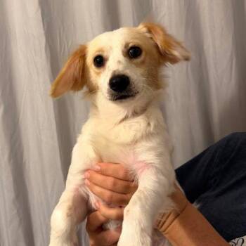 Buster 3 -  Corgi and Mixed Breed Dog for Adoption in Winchester, Virginia - Buster 3 | PetCurious