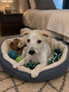 SNOOPY -  Labrador Retriever and Mixed Breed Dog for Adoption in Globe, Arizona - SNOOPY | PetCurious